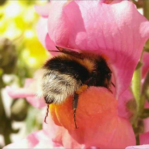 beesknees020